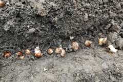 Pola-nadziei-sadzmy-zonkile-6